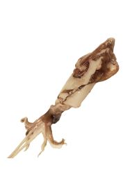 Squid, Fresh & Whole, 300-500g each, +/-2kg