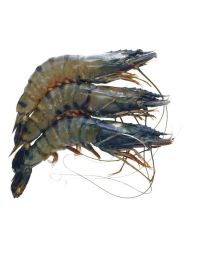 Whole Tiger Prawns, Frozen Raw, (Gross Weight: +/-1kg, Net Weight: +/-700g, 16-20)
