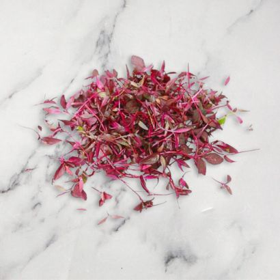 Amaranth Micro Herb