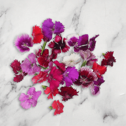 Dianthus, x 1 Punnet