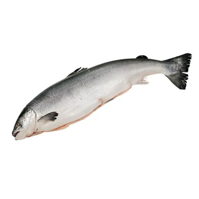Whole Salmon, Fresh, Scaled & Gutted, +/-4.5kg