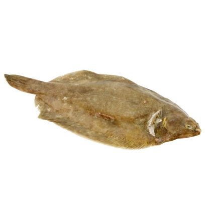 Buy Lemon Sole Online & in London UK