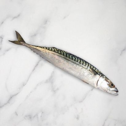 Mackerel