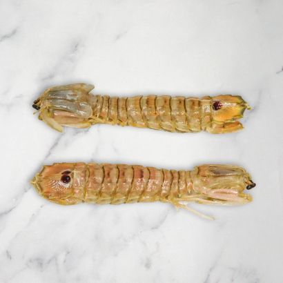 Mantis Shrimps