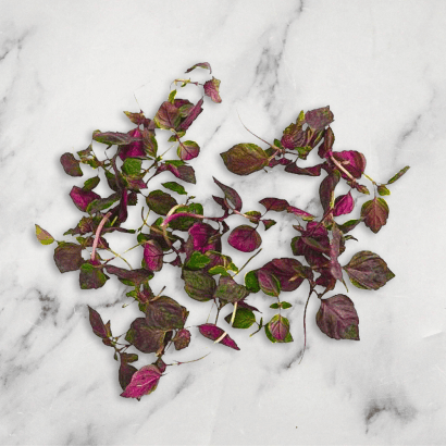 Micro Purple Shiso