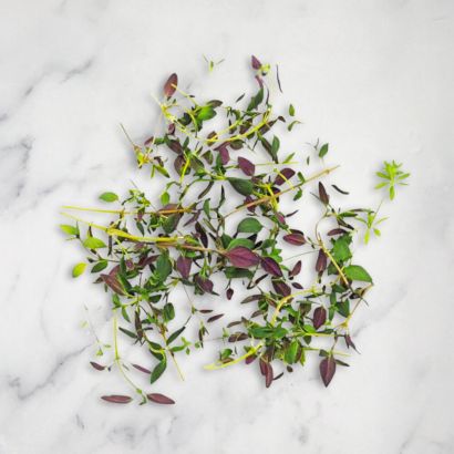 Micro Thyme