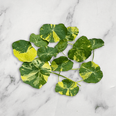 Nasturtium Leaves