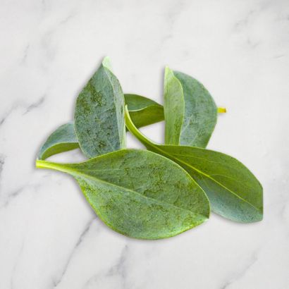 Oyster Leaves
