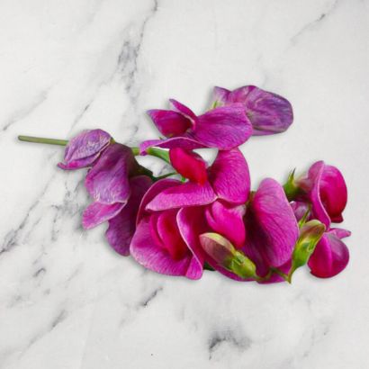 Pea Flowers, 1 x Punnet
