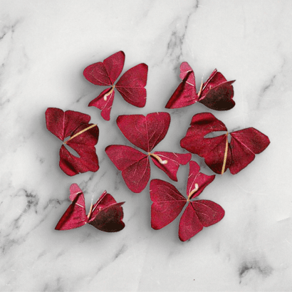 Red Butterfly Sorrel