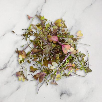 Red Mustard Frills
