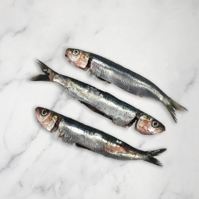 Fresh Sardines