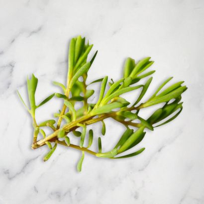 Sea Rosemary