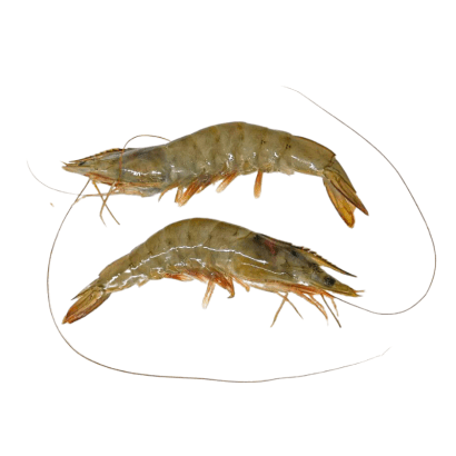 Tiger Prawns, Fresh, 2kg