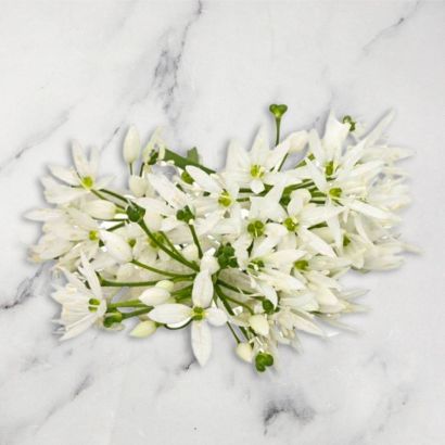 Wild Garlic Flowers