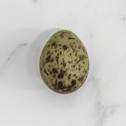 Wild Gulls' Eggs