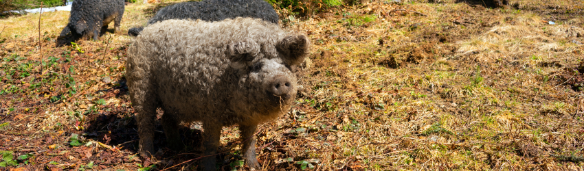 mangalitsa