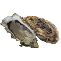 Prestige Oyster